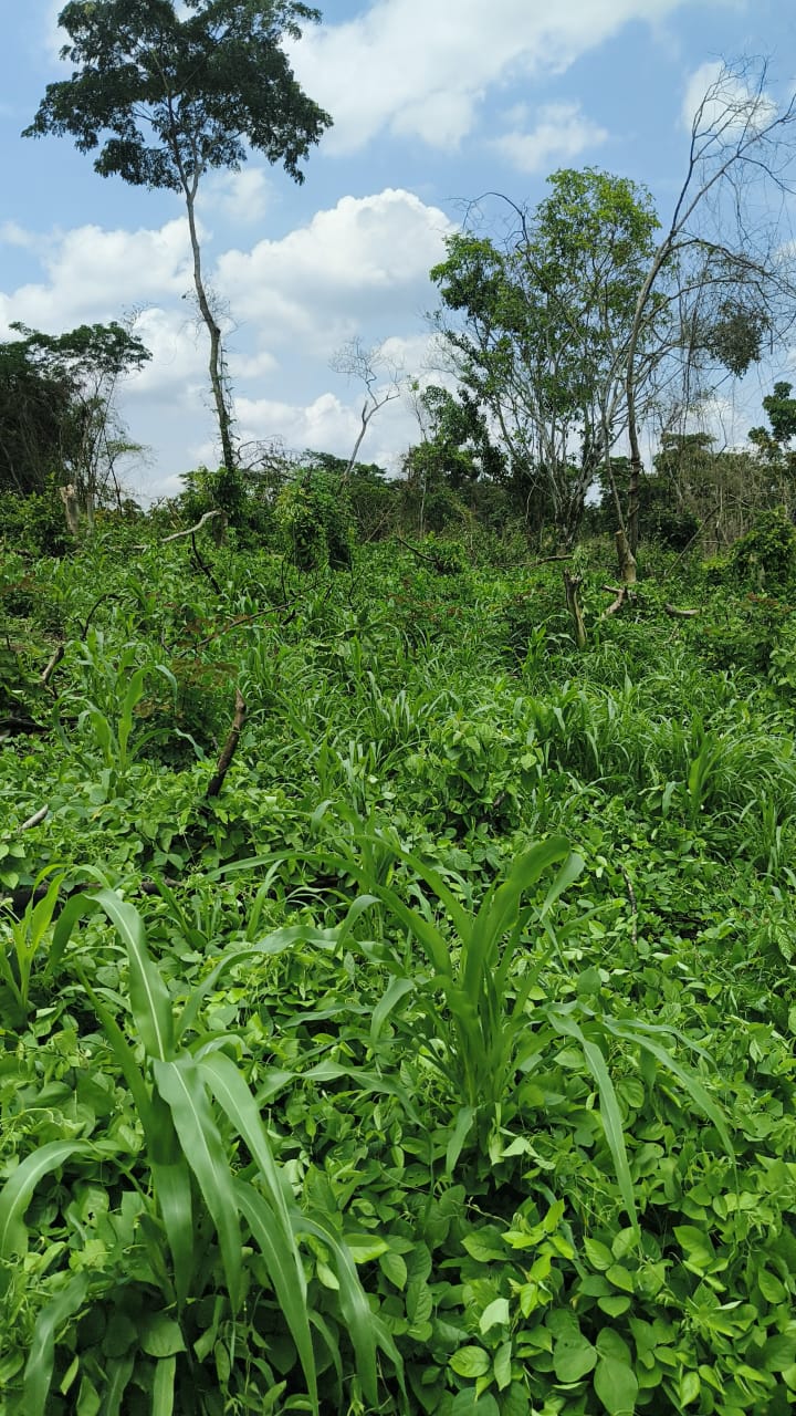 Ibadan area — Land with tall trees
