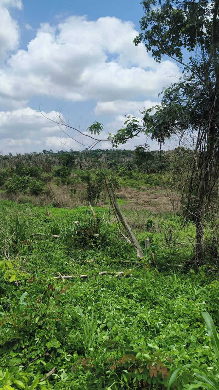 Ibadan area — Land beside trees
